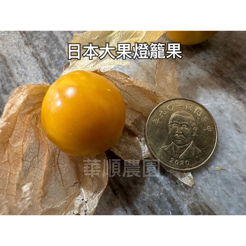 華順農園 / 日本燈籠果 大果燈籠果 黃金莓 目前沒有帶果 修枝過