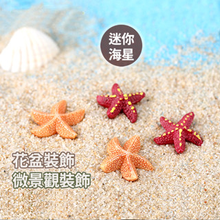【草葉日和】盆栽裝飾 花盆 生態瓶 迷你小海星 苔蘚 魚缸造景 魚缸 辦公室小物 多肉植物 微景觀