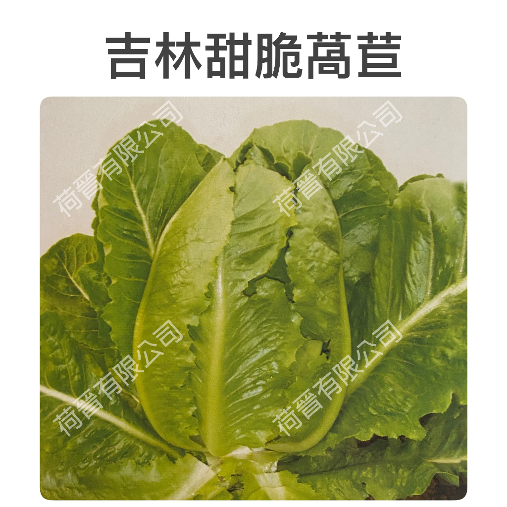 吉林甜脆萵苣種子30公克(約26000粒) 綠蘿蔓 萵苣種子