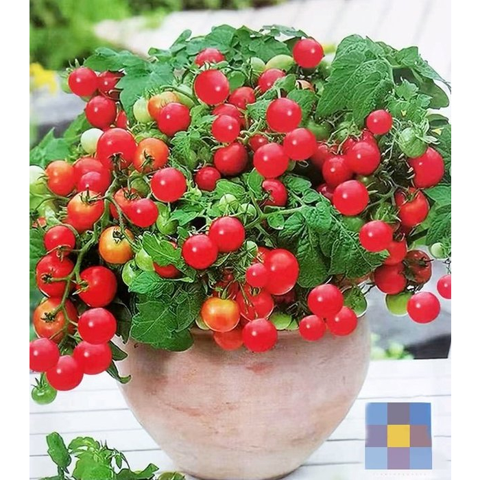 【蔬菜種子S366】紅盆栽番茄~自封頂矮種類型，株高一般20~30公分，最適合盆栽種植