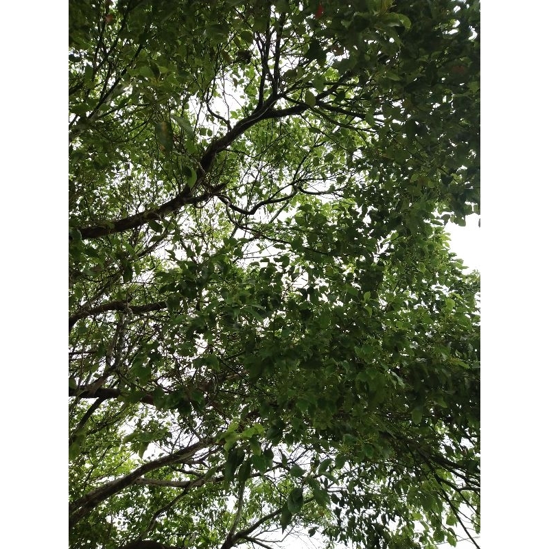 💕現貨💕 新鮮 無毒 無噴灑農藥 竹節蟲最愛 樟樹葉 50公克