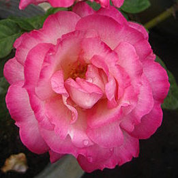 《日出》🈶貨 🌟大花、強香🌟🌹 玫瑰花盆栽苗 🌹 玫瑰苗 🌹 玫瑰花苗 🌹 玫瑰盆花 🌹玫瑰花🌹