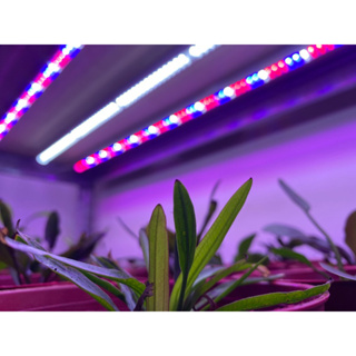 ■三段定時- UVA全光譜植物燈.T5三尺四尺植物生長燈3紅2藍1白. T5層板燈.定時器