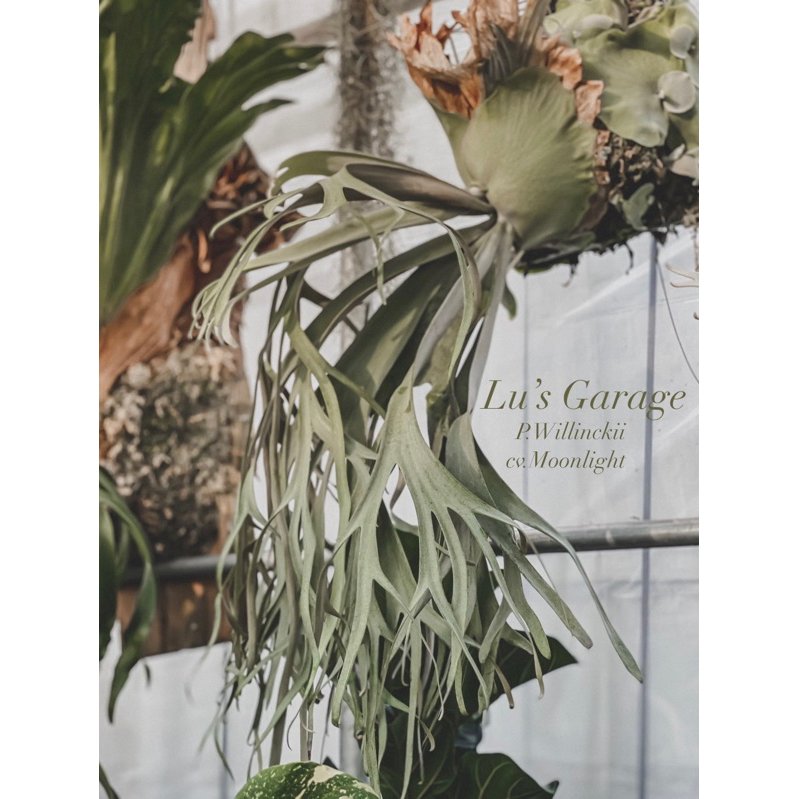 P. willinckii moonlight 月光爪哇(台湾)oc 子株 鹿角蕨P.Willinckii