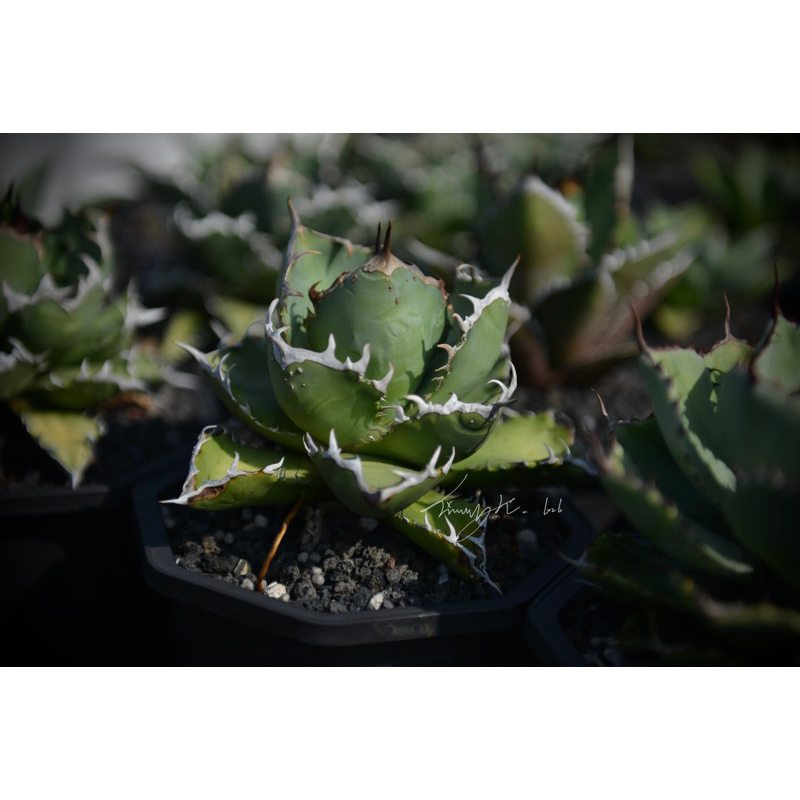 agave titanota  “FO-222” (側芽)