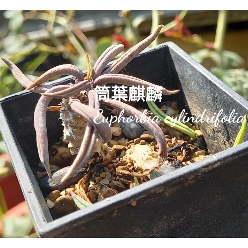 《多Root肉》 大戟科 皺葉麒麟Euphorbia knuthi（細葉）  塊根植物/觀葉植物 仙人掌