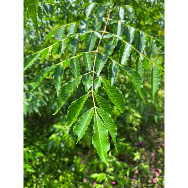 友善種植/喝山泉水長大的/鮮採香椿葉/低溫乾燥香椿茶/常溫寄送