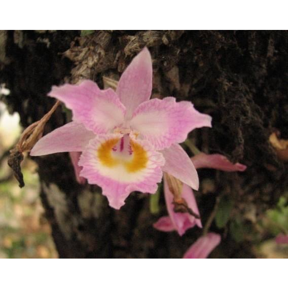噢葉design "王亮石斛  Dendrobium wangliangii"    蘭花、塊根植物、圓葉花燭、蔓綠絨