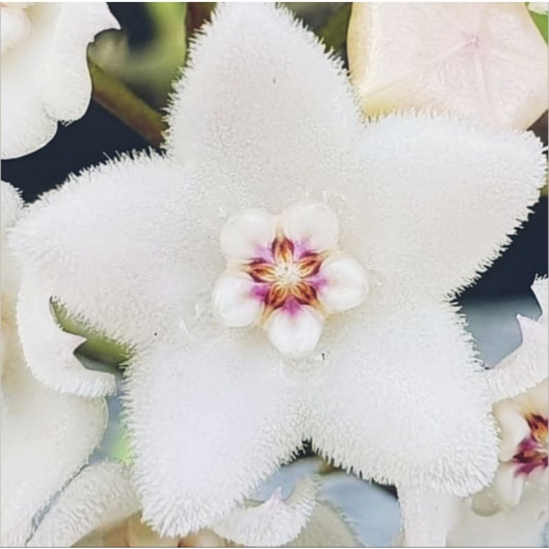 毬蘭 Hoya longifolia 小美女