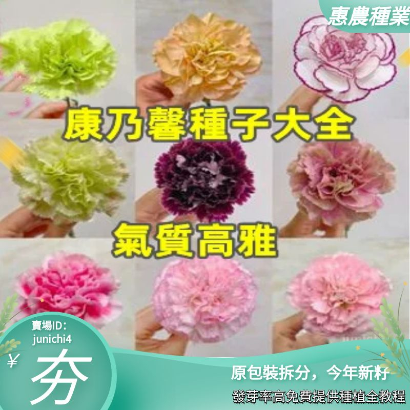 康乃馨種子 四季易種開花植物盆栽種籽多年生室內陽臺觀賞花種子四季播種  花卉種子