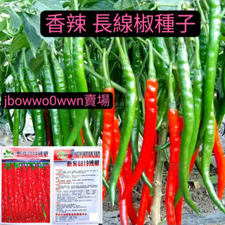 🔥臺灣🔥【柒柒後花園】線椒種子超長香辣高産早熟杭椒辣椒盆栽長款紅青辣椒蔬菜種子大全