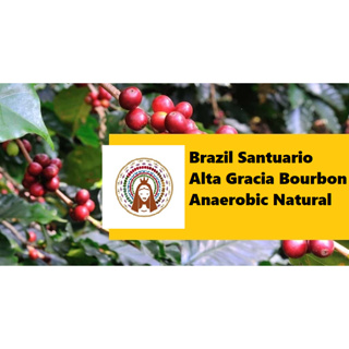 生豆︱巴西 聖圖阿里歐 格西亞農場 厭氧日曬 咖啡生豆 COFFEE BEAN︱可立買