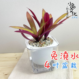 【小品文化】黃金蚌蘭【現貨】4吋透明免澆水盆栽 室內植物 室內盆栽 懶人盆栽 水培植物 水培盆栽 室內盆栽