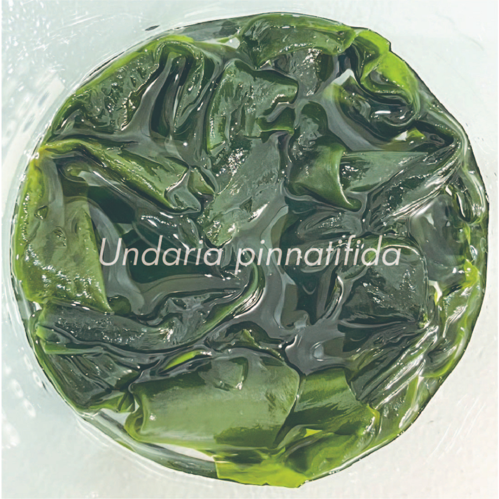 【乾燥海藻】無鹽無砂 裙帶菜 Undaria pinnatifida ｜天然健康、海洋蔬食、素食選擇