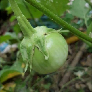 泰國綠咖哩專用茄子／賣種子1粒1元