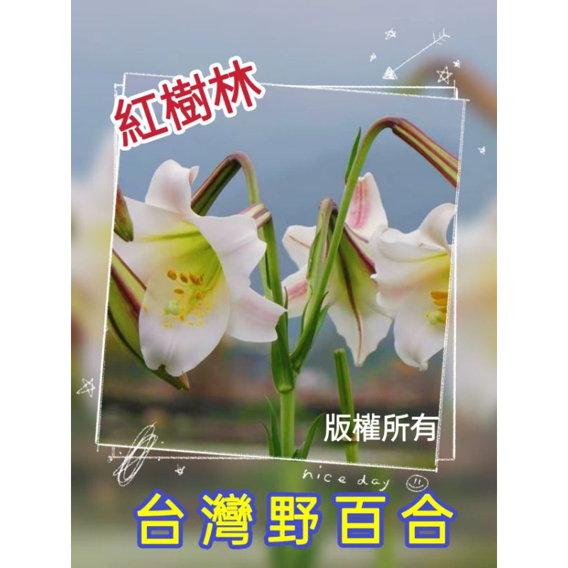 【紅樹林】 台灣野百合 (種子)~每份100粒