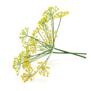 食用花種子-茴香~Fennel Edible Flowers