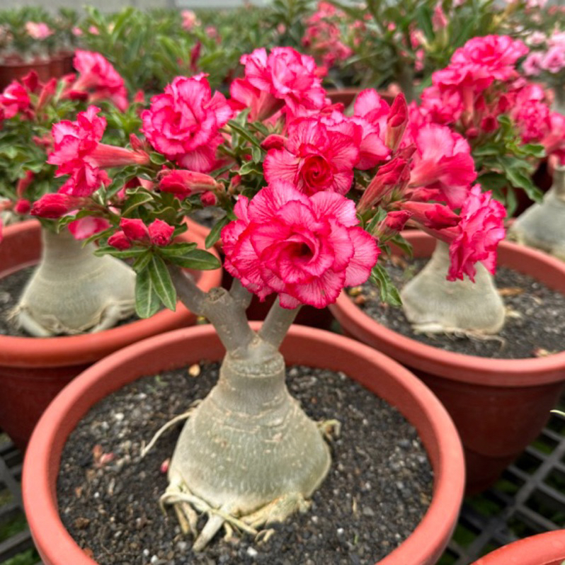 在地小農家 沙漠玫瑰 重瓣品種 嫁接5吋盆（春櫻漫舞）