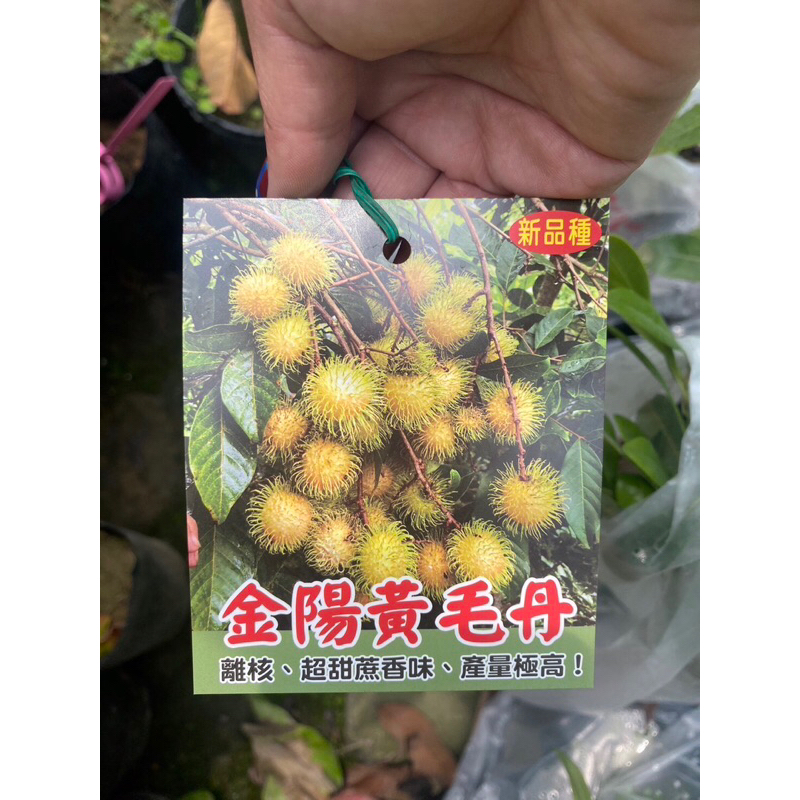 卉迎園藝 金陽紅毛丹 靠接苗 高度80公分 離核品種 黑貓宅配一箱可放6棵