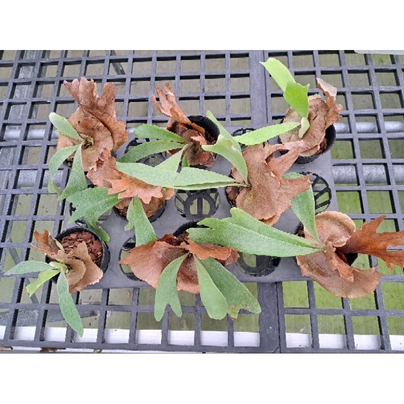 鹿角蕨 原生種 爪哇 Platycerium willinckii 台產孢子苗