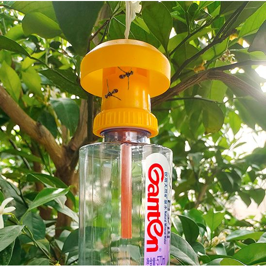 果蠅針蜂誘捕器果園菜圃誘捕 誘捕帽+誘餌各1個 配合市售礦泉水瓶使用