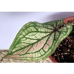 玫森 維納斯彩葉芋 4吋盆 觀葉植物