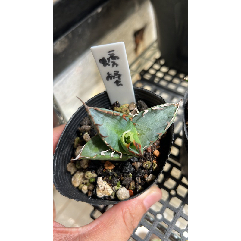 螃蟹嚴龍 Agave Titanota 龍舌蘭(非暴牙凱撒黑帝斯白犀牛鬼棲閣象牙宮象足漆塊根)