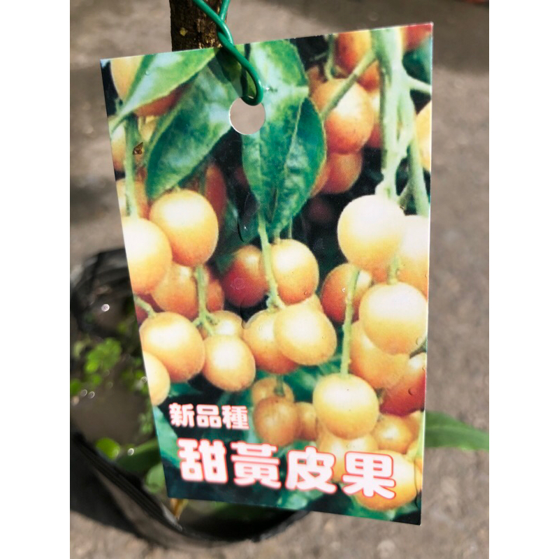 甜黃皮果⋯/4寸⋯果樹苗木