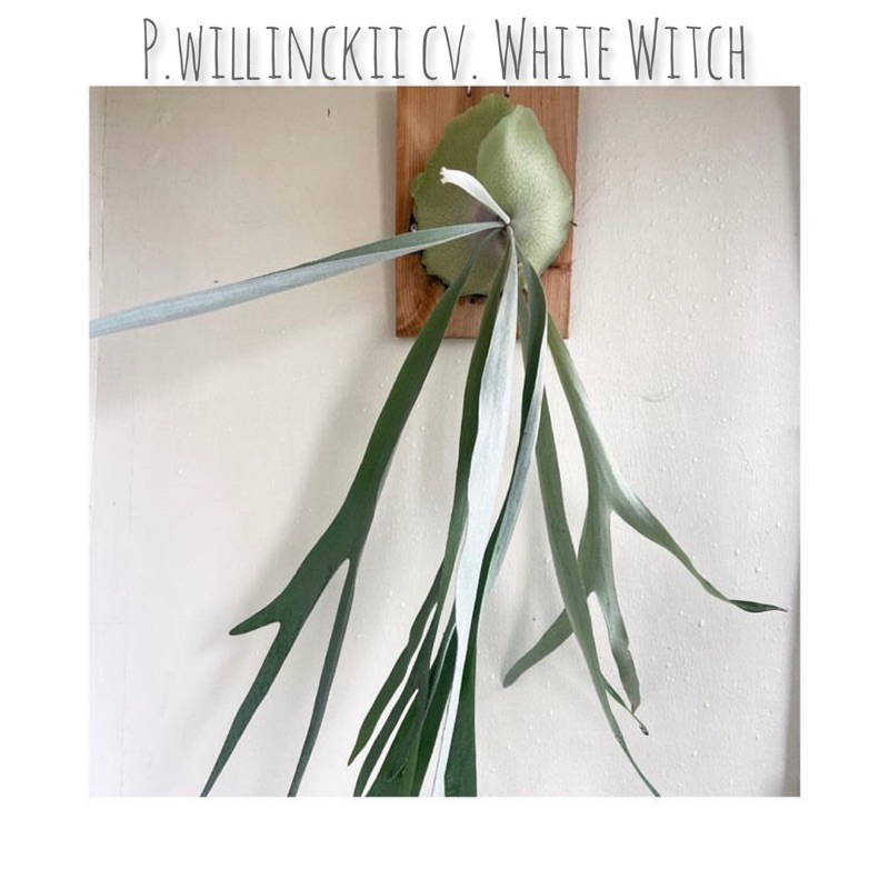 植蕨日記｜白女巫鹿角蕨 P.willinckii cv. White Witch 爪哇 鹿角蕨 側芽 觀葉植物 蕨類