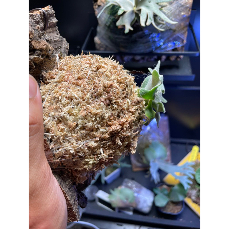 非売品 zzz bacteria sporeling 2株 植物/観葉植物 - education.semel