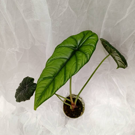 【埔茂花市】✦ 2.5吋 山峰觀音蓮 Alocasia puncakborneensis觀葉植物 雨林植物 觀音蓮