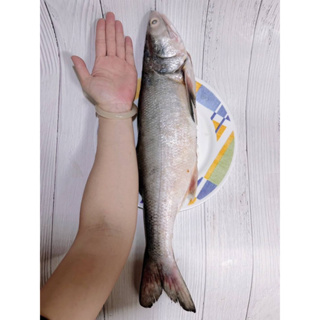 🐉鮮龍水產🐉巨無霸野生午仔魚