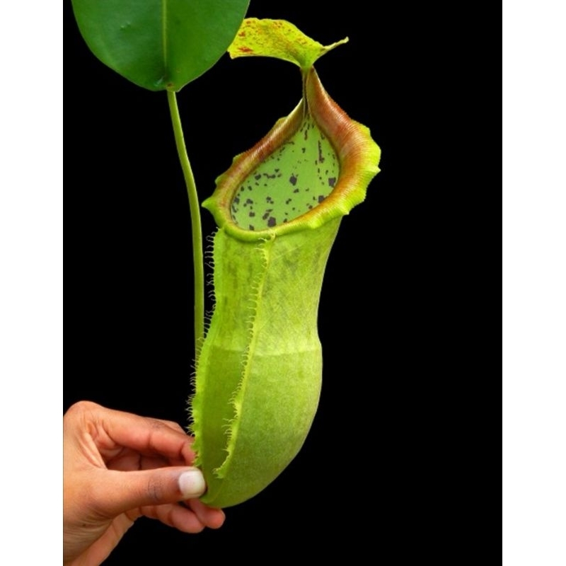 N. spathulata x campanulata BE3796 匙葉x風鈴 豬籠草 Nepenthes 食蟲植物