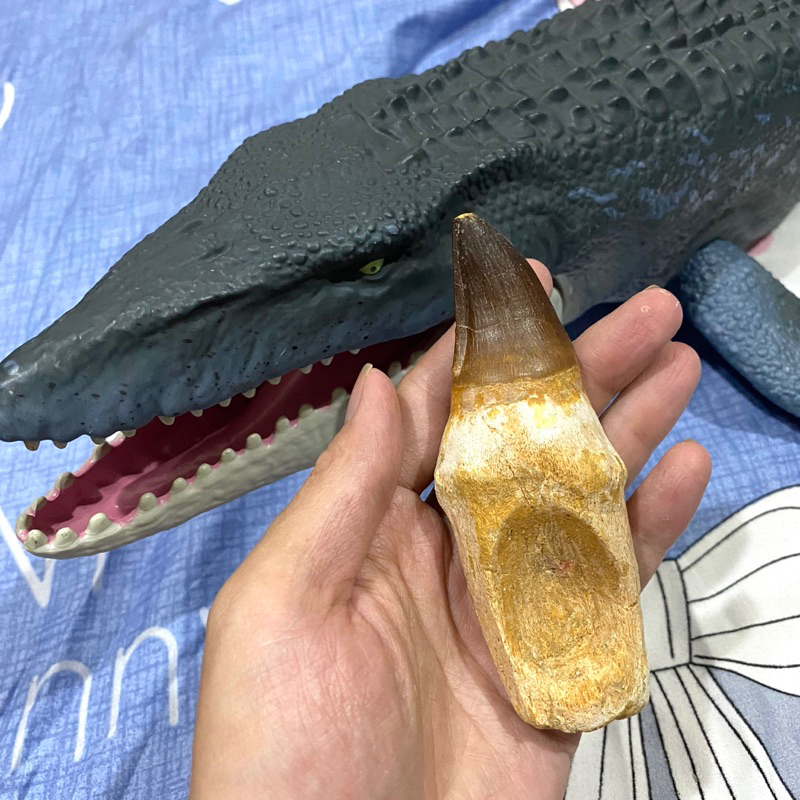 天然滄龍牙齒化石（含牙根）11公分-殘暴海巨龍 侏羅紀世界 恐龍牙齒 古生物 海洋 教材