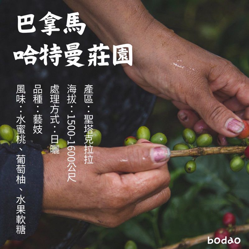 巴拿馬 哈特曼莊園 藝妓｜生豆 500克