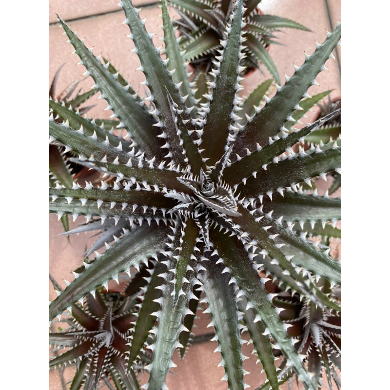 亞利桑那沙漠鳳梨 Dyckia