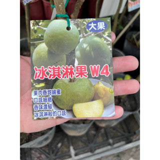白柿（W4)冰淇淋果