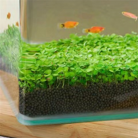 精選水草種子生態魚缸玻璃瓶微景觀創意魚缸水草缸造景水培植種子
