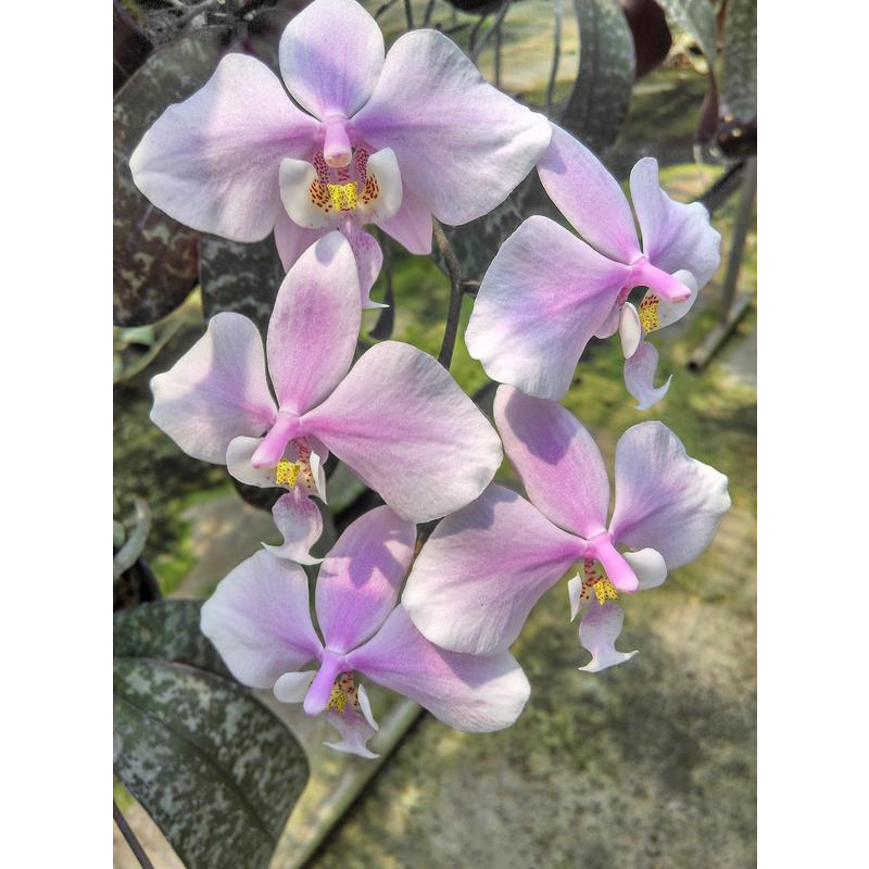 Phal. schilleriana 外銷級各產區西蕾麗一覽！