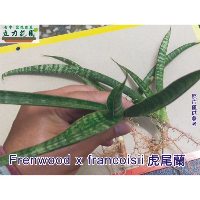 Frenwood x francoisii 虎尾蘭 1~3吋盆 短葉虎尾蘭 花苗 台中 立力花園