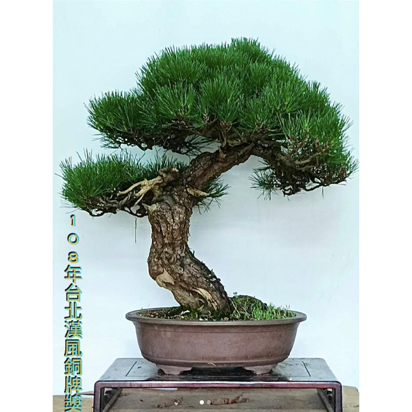 盆景_kungtree 丨C5,日本山採黑松丨(111/9/23)