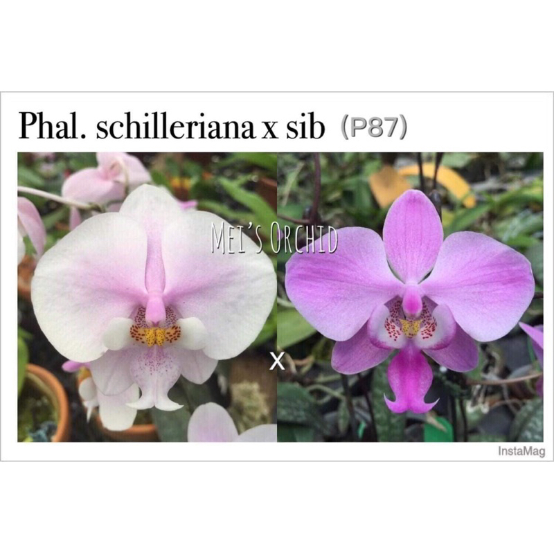 原生種實生西蕾麗schilleriana2.5吋苗