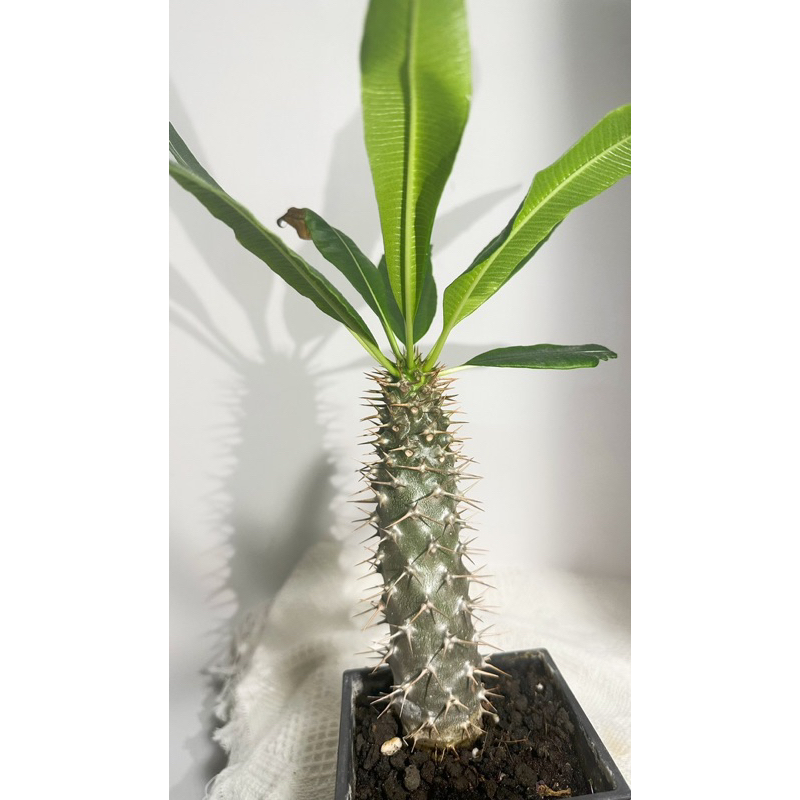 非洲霸王樹 Pachypodium lamerei Drake
