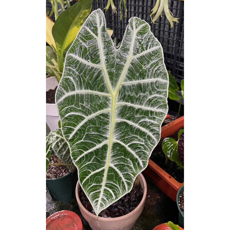 ✵ No.6植物店✵｜🌾 銀脈華生觀音蓮 Alocasia watsoniana 🌾｜火鶴｜花燭｜蔓綠絨｜室內植物