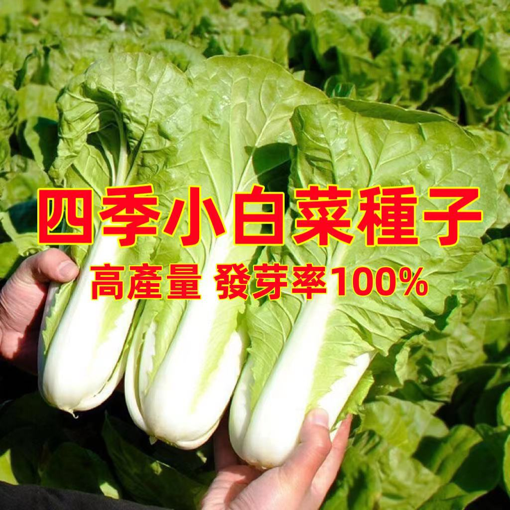 發芽率100% 【四季小白菜種子】奶油小白菜種子 四季蔬菜種子 毛毛菜種子 娃娃菜種子 耐熱速生快菜 桃園出貨 多買多送