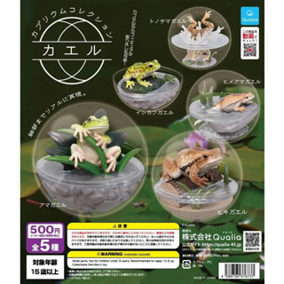 兩津[現貨] Qualia 扭蛋裡的青蛙 五款一套販售 模擬 動物 仿生 生物 扭蛋 轉蛋 模型 模擬生物教材
