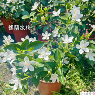 小花園藝 白絹梅 錫蘭水梅 常綠灌木 耐曬 6吋盆 $200