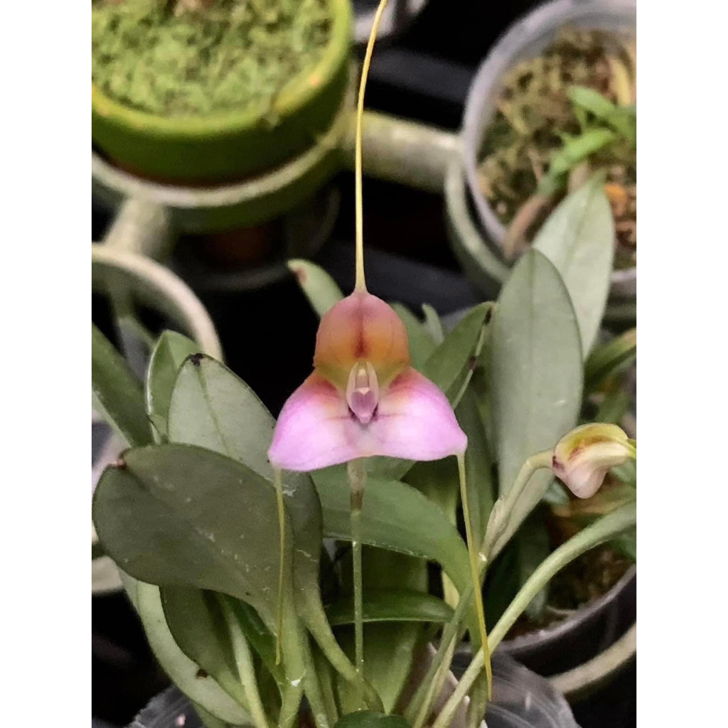 噢葉design  "Masdevallia cylix-南美進口(稀有)"  蘭花、塊根植物、圓葉花燭、蔓綠絨