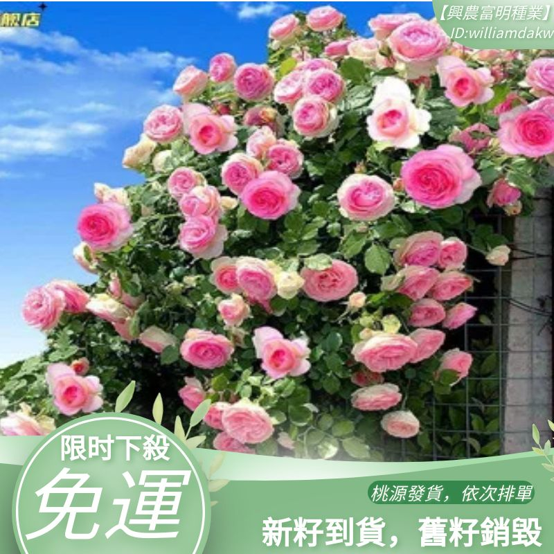 爬墻薔薇花種籽子四季播種開花月季爬藤植物花籽室外庭院花卉種子