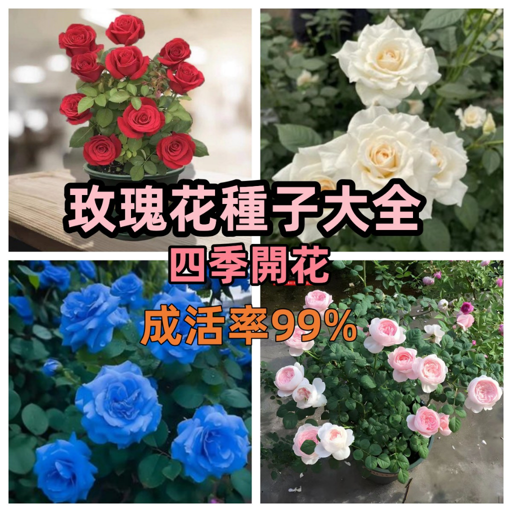 新店大酬客🔥【玫瑰花種子】50款玫瑰花 觀賞花卉種子帝王玫瑰/月季玫瑰/大馬士革 多個品種種子發芽率99% 速發